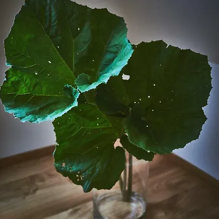 Karolina Daire Polanica-Zdroj