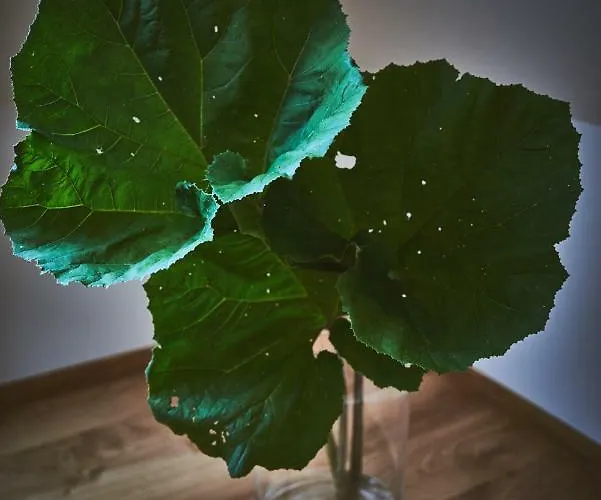 Karolina Апартаменты Поляница-Здруй